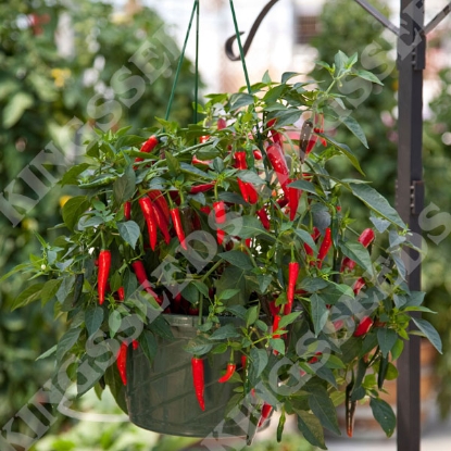 Picture of Chilli Pepper Cayanetta F1